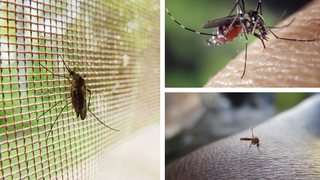 Cum să scapi de țânțari. Șase remedii care te vor ține departe de țânțari!