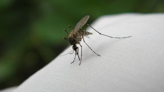 Cum sa scapi de ț&acirc;nțari. Șase remedii care te vor ține departe de ț&acirc;nțari!