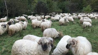 Ghiță Ciobanul a observat că &icirc;i lipsesc din fermă 9 mioare.