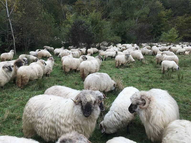 Ghiță Ciobanul a observat că îi lipsesc din fermă 9 mioare.