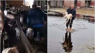 VIDEO - Inundațiile au făcut prăpăd în Dolj. Un adăpost de animale din Desa a fost înghițit de ape