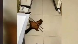 Imagini virale cu veverița care și-a înscenat propria moarte. Scena „crimei”, lăudată de internauți pe rețelele de socializare