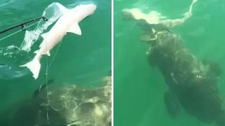 VIDEO. Momentul terifiant în care un rechin alb este înghițit de un "monstru marin"