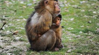 Două dintre animale au fost recapturate, însă alte circa şase erau încă în libertate marţi după-amiază.