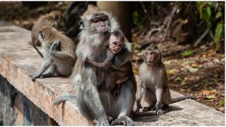 Un bărbat din Cehia a intrat drogat într-o grădină Zoo și a eliberat mai multe maimuțe, după ce a stricat gardul electric de la cușcă