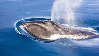 Care este secretul balenelor rezistente la cancer. Oamenii de știință, descoperire istorică pentru om