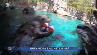 Juno, vidra baschetbalistă