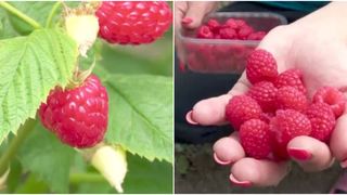 VIDEO - Fermierii se adaptează &icirc;n fața crizei forței de muncă: Inovații &icirc;n culturile de fructe pentru a implica familia &icirc;n recoltare