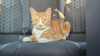 O pisică din UK a călătorit 112 km, după ce a sărit în maşinile a doi necunoscuţi