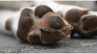 Închisoare, timp de doi ani și jumătate, pentru un bărbat care a ucis un câine, în Sibiu