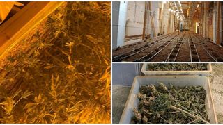 Potrivit unui comunicat al IGPR, bănuitul ar fi &icirc;nfiinţat și &icirc;ntreținut, &icirc;n două hale, situate &icirc;n București, o cultură indoor de cannabis, &icirc;n scopul recoltării și comercializării ulterioare.