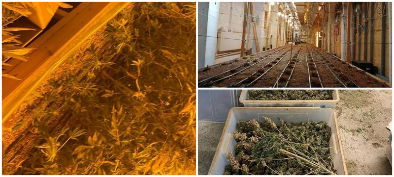 Potrivit unui comunicat al IGPR, bănuitul ar fi înfiinţat și întreținut, în două hale, situate în București, o cultură indoor de cannabis, în scopul recoltării și comercializării ulterioare.