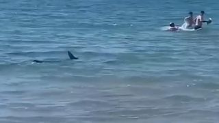 VIDEO - Alertă pe plaja din Alicante, Spania: Un rechin aflat în apropierea țărmului a provocat panică în rândul turiștilor
