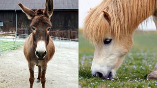 Un român a fost oprit în trafic cu un măgar și un ponei în remorca mașinii. Animalele erau transportate ilegal