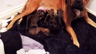 FOTO - Această cățelușă a stabilit recordul național pentru cei mai mulți pui născuți! Câți puișori are cățelușa Honey?