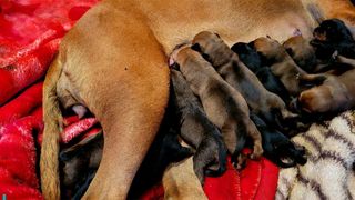FOTO - Această cățelușă a stabilit recordul național pentru cei mai mulți pui născuți! C&acirc;ți puișori are cățelușa Honey?