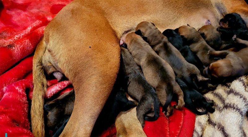 FOTO - Această cățelușă a stabilit recordul național pentru cei mai mulți pui născuți! Câți puișori are cățelușa Honey?