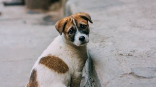 Dovadă de cruzime &icirc;n Capitală: o femeie lua c&acirc;ini de pe stradă pentru a-i ucide &icirc;n apartamentul său