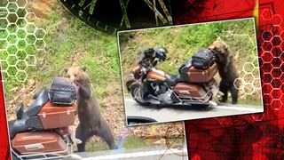 Ursoaică pe motocicletă. Imagini hilare surprinse pe Transfăgărășan