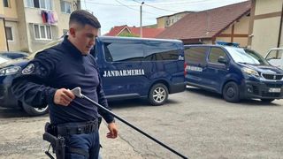 O viperă a fost capturată de jandarmi în Mehedinţi. Aceasta se afla în motorul unei mașini parcate