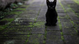 Pompierii de la ISU Brașov au intervenit pentru salvarea unui pui de pisică dintr-un puț