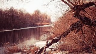 VIDEO - București: O femeie a fost rănită, după ce un copac a căzut peste ea