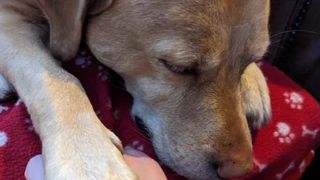 Din nefericire, medicii au spus că Bella mai are de trăit foarte puțin.