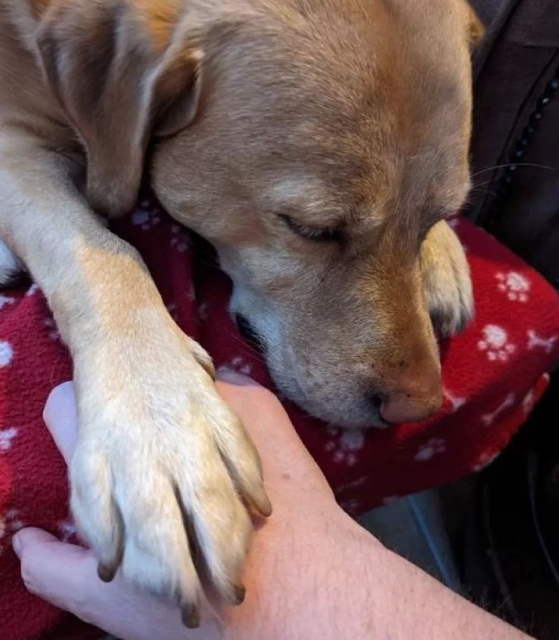 Din nefericire, medicii au spus că Bella mai are de trăit foarte puțin.