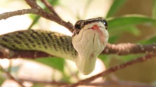 Scene de coșmar în Italia, după ce un șarpe a căzut în capul unei femei. Oamenii trăiesc clipe de coșmar