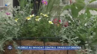  Oradea s-a transformat într-o adevărată grădină cu flori