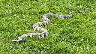 Un bărbat și-a scos cei 20 de șerpi la plimbare în parc. Reptilele sunt animalele lui de companie: „Șerpii lui sunt liniștiți. I-am luat în mână de multe ori”