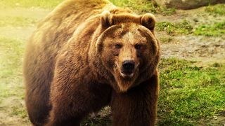 VIDEO - Urșii, tot mai atrași de gunoiul din Predeal. Animalele &icirc;nfometate se perindă după m&acirc;ncare prin centrul orașului