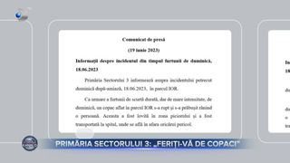 Primăria Sectorului 3- &bdquo;Feriți-vă de copaci&rdquo;