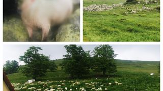 Zeci de oi au fost ucise la o st&acirc;nă din Gorj. Lupii și urșii pun &icirc;n pericol viața oamenilor