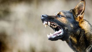 Incident șocant în Alba: un bărbat și-a lovit vecinul, după şi-a pus câinele să îl muşte de picioare