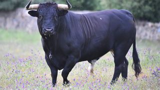 Un bărbat a ajuns la spital cu răni grave, după ce a fost atacat de un taur