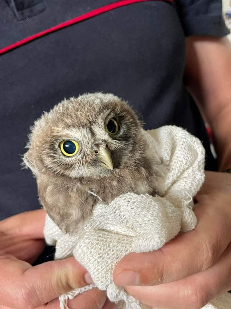 Un pui de bufniță a fost salvat din ghearele pisicilor. Pompierii SMURD au intervenit