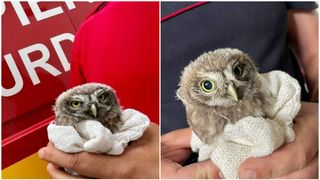 Un pui de bufniță a fost salvat din ghearele pisicilor. Pompierii SMURD au intervenit