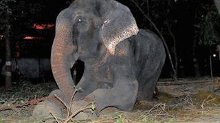 Elefantul Raju a început să plângă după ce a fost salvat din 50 de ani de suferință în lanțuri: „Incredibil de emoționant”