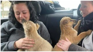 Concluzia emoționantă a unor britanici după ce au salvat doi cățeluși: :Nu poți merge prea departe cu mașina în România fără să găsești câini abandonați”