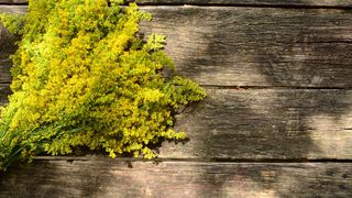 Florile de Sânziene: Ce beneficii are pentru sănătate ceaiul din această plantă?