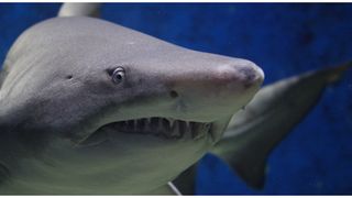 Momentele de groază prin care a trecut o echipă de filmare de la Netflix atacată de rechini: ”Toată barca a explodat”