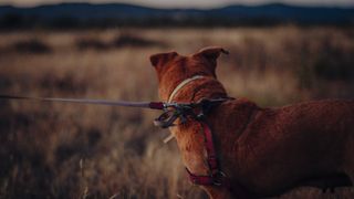 VIDEO - Tragedie într-o pădure din Buzău: Câini sacrificați de braconieri pentru încolțirea și împușcarea urșilor și cerbilor