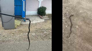 Imagini uluitoare: Un şarpe a fost găsit într-un aparat de cafea dintr-un magazin sătesc