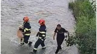 Cățel salvat de pe albia r&acirc;ului Ialomița, după ce a fost abandonat de stăp&acirc;nul său.