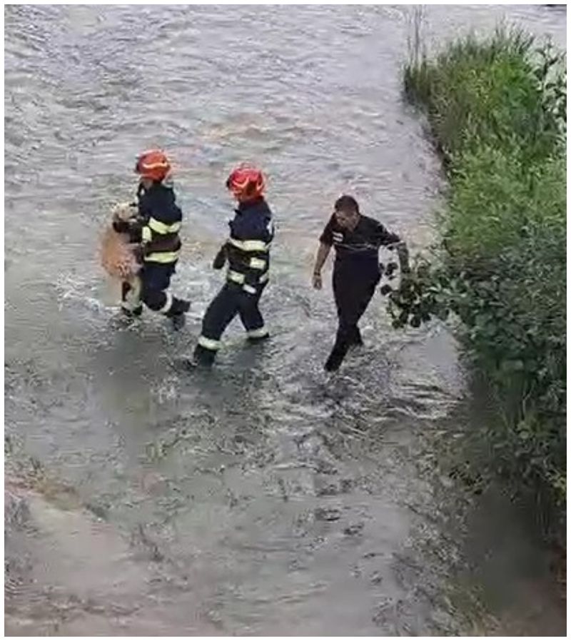 Cățel salvat de pe albia râului Ialomița, după ce a fost abandonat de stăpânul său.