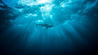 VIDEO: Panică la malul mării! Doi pescari din Italia au filmat un rechin în apriopiere de plajă