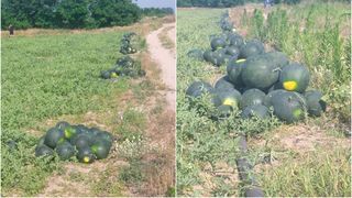 VIDEO - Deliciul estival vine din Dăbuleni: Pepenii proaspeți ajung în piețele din toată țara la prețuri irezistibile