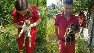O căţeluşă şi un pui de câine căzuţi într-un puţ, îngust şi foarte adânc de pe un teren viran, au fost salvați