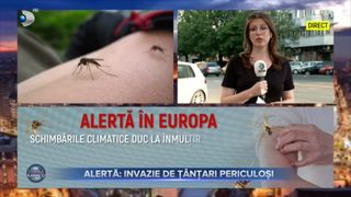 Alertă, invazie de ț&acirc;nțari periculoși